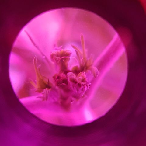 Lebron Haze growlog timeline photo