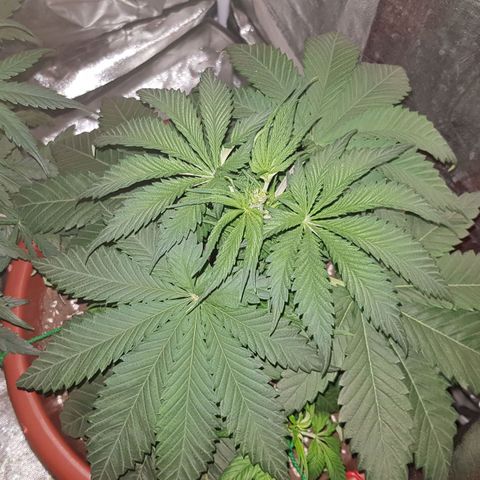 Lebron Haze growlog timeline photo