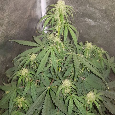 Moby D #1 growlog timeline photo