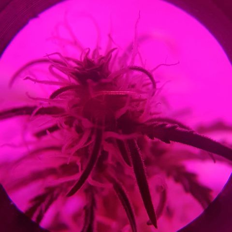 Moby D #1 growlog timeline photo