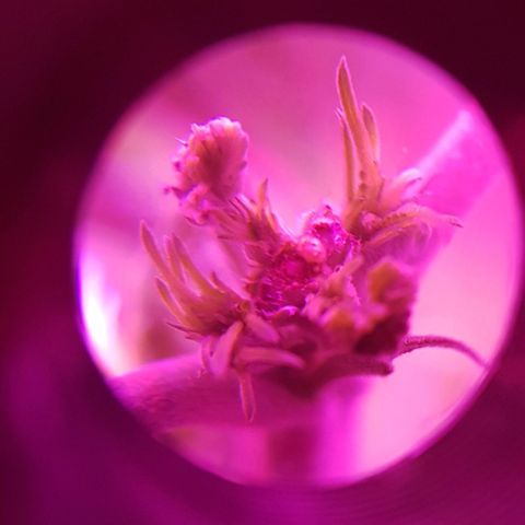 Lebron Haze growlog timeline photo