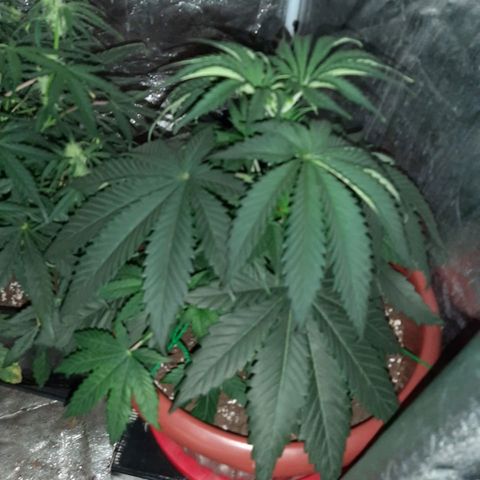 Lebron Haze growlog timeline photo