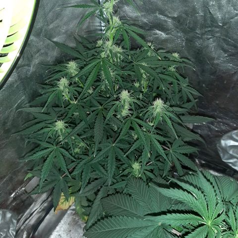 Moby D #1 growlog timeline photo