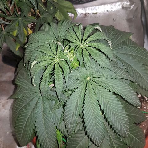 Lebron Haze growlog timeline photo