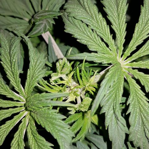 Lebron Haze growlog timeline photo