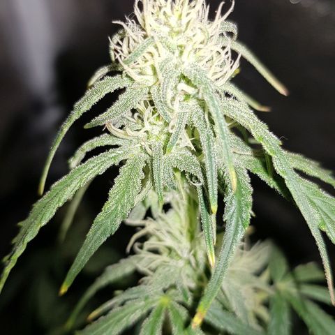 Moby D #1 growlog timeline photo