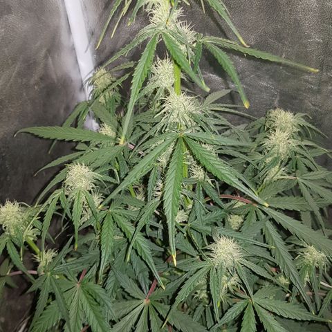 Moby D #1 growlog timeline photo
