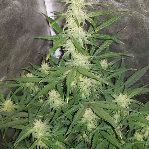 Moby D #1 growlog timeline photo