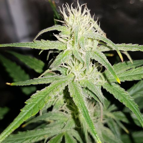 Moby D #1 growlog timeline photo