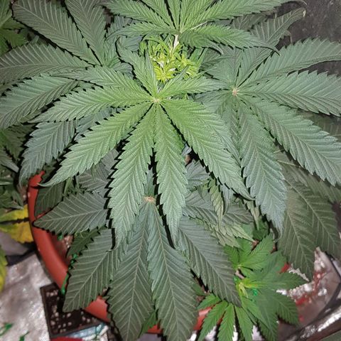 Lebron Haze growlog timeline photo