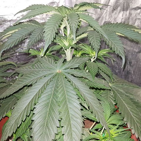 Lebron Haze growlog timeline photo
