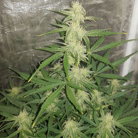 Moby D #1 growlog timeline photo