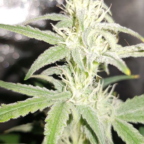 Moby D #1 growlog timeline photo