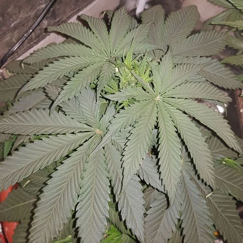 Lebron Haze growlog timeline photo