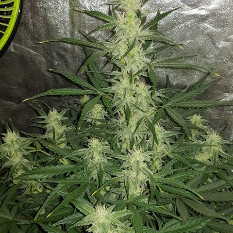 Moby D #1 growlog timeline photo