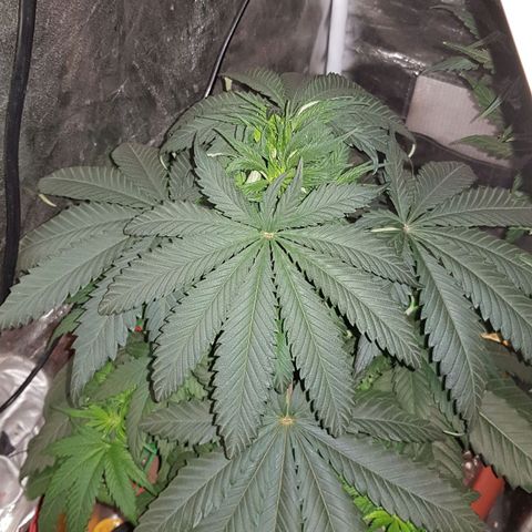 Lebron Haze growlog timeline photo