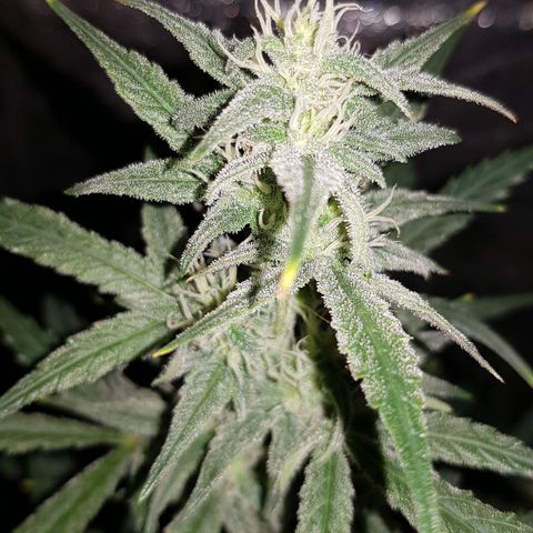 Moby D #1 growlog timeline photo