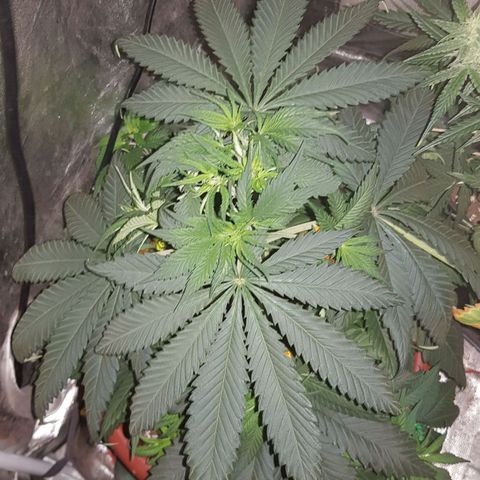 Lebron Haze growlog timeline photo