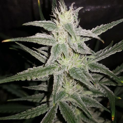 Moby D #1 growlog timeline photo