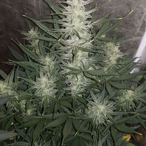 Moby D #1 growlog timeline photo