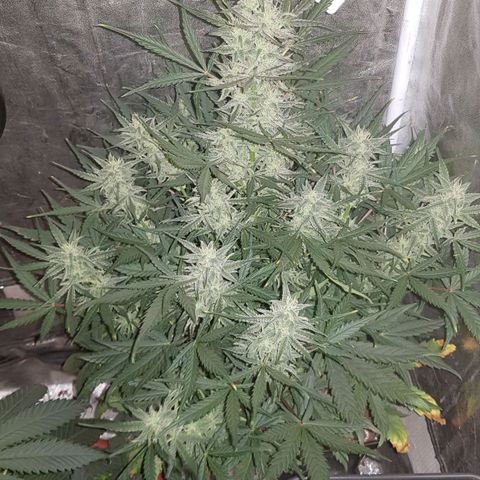 Moby D #1 growlog timeline photo