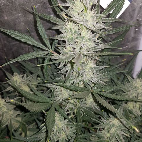 Moby D #1 growlog timeline photo