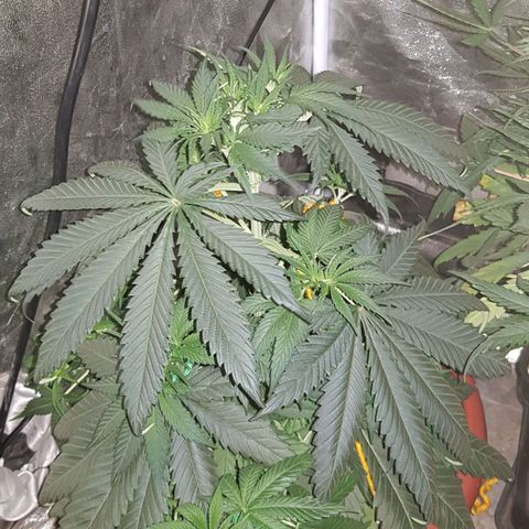 Lebron Haze growlog timeline photo