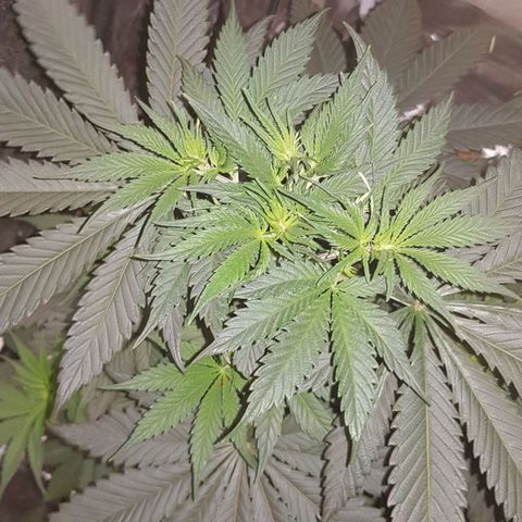 Lebron Haze growlog timeline photo