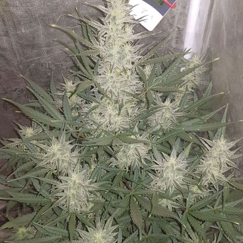 Moby D #1 growlog timeline photo