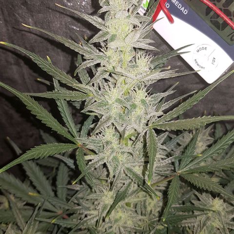 Moby D #1 growlog timeline photo