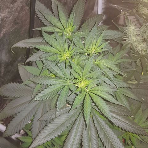 Lebron Haze growlog timeline photo