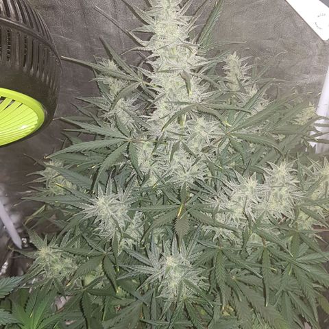 Moby D #1 growlog timeline photo