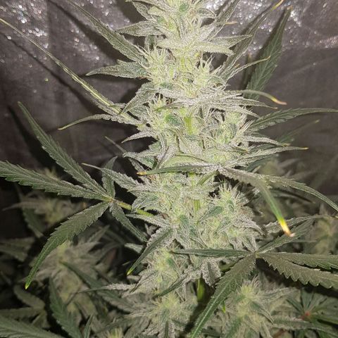 Moby D #1 growlog timeline photo