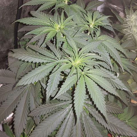 Lebron Haze growlog timeline photo