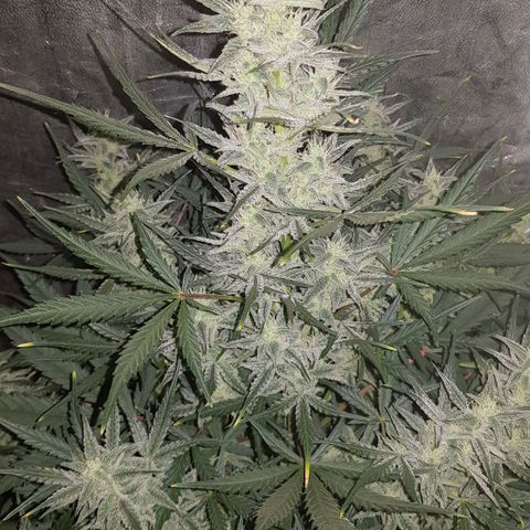 Moby D #1 growlog timeline photo