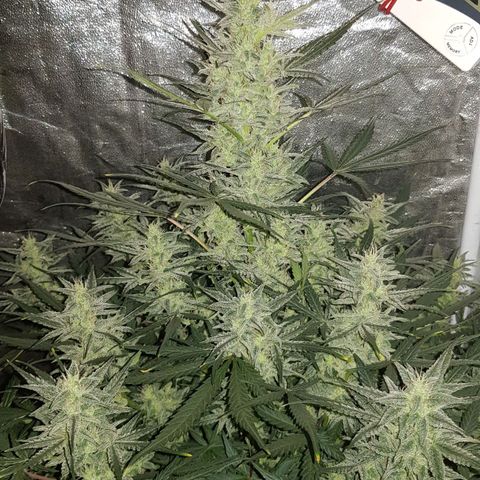 Moby D #1 growlog timeline photo