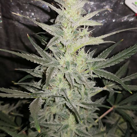 Moby D #1 growlog timeline photo