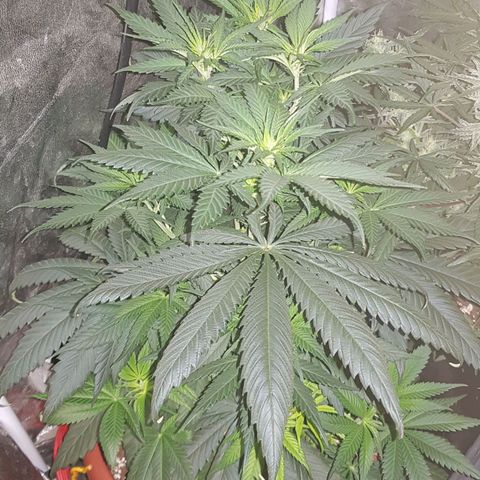 Lebron Haze growlog timeline photo