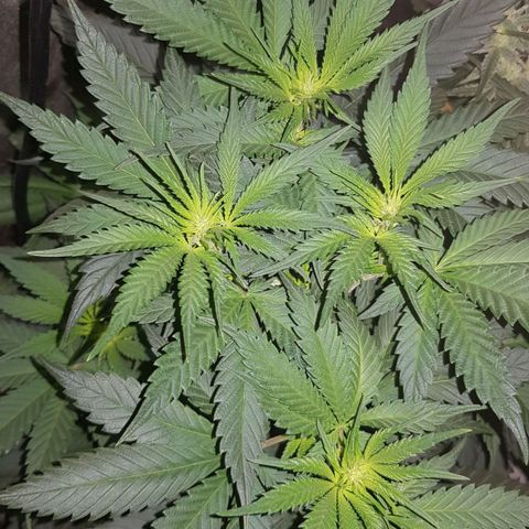 Lebron Haze growlog timeline photo