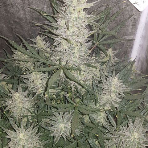 Moby D #1 growlog timeline photo