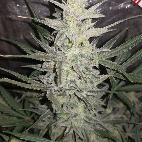 Moby D #1 growlog timeline photo