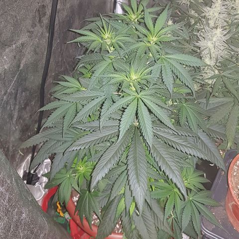 Lebron Haze growlog timeline photo