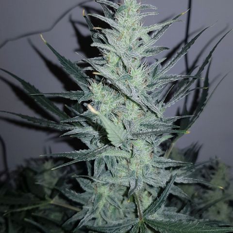 Moby D #1 growlog timeline photo