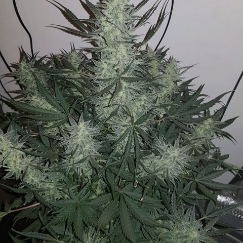 Moby D #1 growlog timeline photo