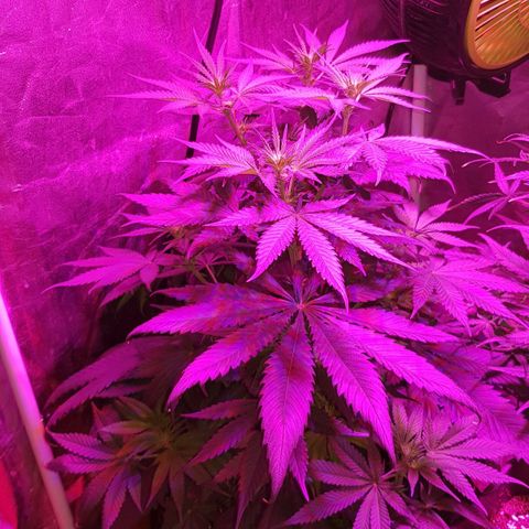 Lebron Haze growlog timeline photo