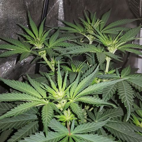 Lebron Haze growlog timeline photo