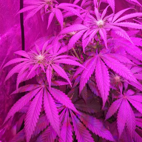 Lebron Haze growlog timeline photo