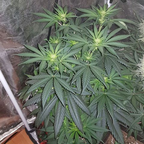 Lebron Haze growlog timeline photo