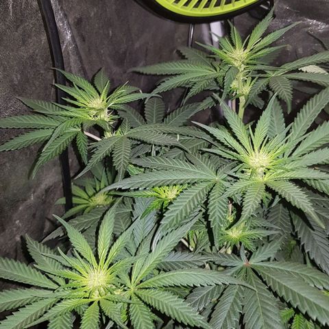 Lebron Haze growlog timeline photo