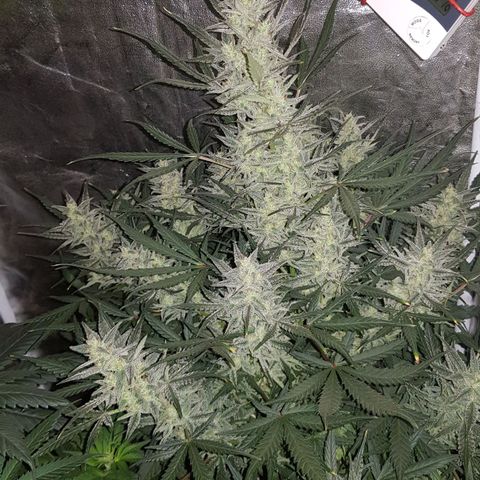 Moby D #1 growlog timeline photo